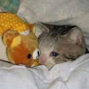 Meet your Posher, Adrian